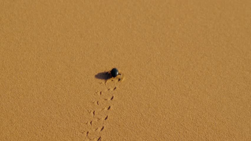 A black beetle diligently makes its way across the textured sands of the Moroccan desert, leaving tiny tracks in its wake. The vast expanse of sand and the beetle's determined journey