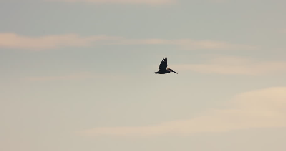 Pelican bird silhouette flying in the sky with foggy over tropical beach of Dominican Republic