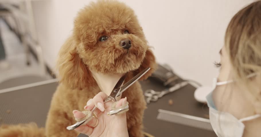 Groomer combs hair of small cute puppy poodle. Professional Pet groomer making cute Poodle dog haircut with scissors. The amusing canine sat calmly at the grooming salon or veterinary clinic.