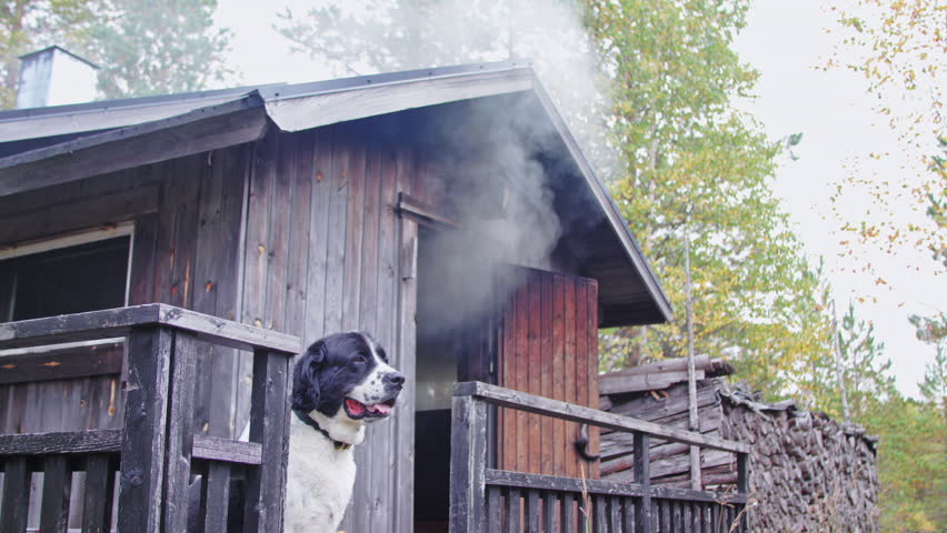 Close-Up of Black and White Mastiff and Smoke Rising from a Traditional Smoke Sauna in Autumn Forest – Cozy and Cinematic Detail Shot