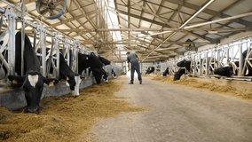 Healthy dairy cows feeding on feed stand in a row of stalls in the cowshed of a cattle farm, and an employee adds animal feed on a blurry background. - Powered by Shutterstock - Get 15% off with code: PIKWIZARD15
