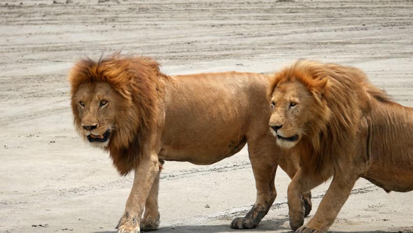 Lions walking side by side on a sandy path, captured during a safari in Tanzania