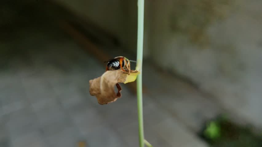 A detailed macro featuring a bee perched on a green stem alongside a shriveled leaf, with a natural blurred background, emphasizing the beauty of insect life in nature.