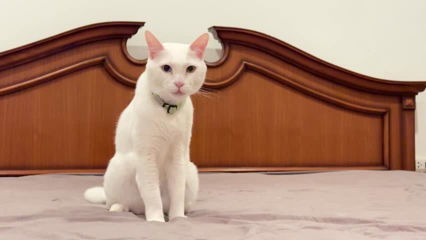 The white Khao Manee cat with two different-colored eyes is lying on the bed during the daytime.
