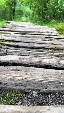 Vertical shot. Personal perspective walking log path in the forest in summer.