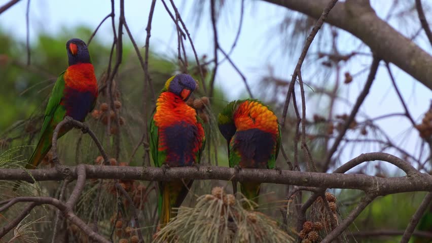 Three Rainbow lorikeets (trichoglossus moluccanus) perched on Casuarina tree branch, preening and grooming the feathers, alerted by the surroundings, spread its wings and fly away, close up shot.