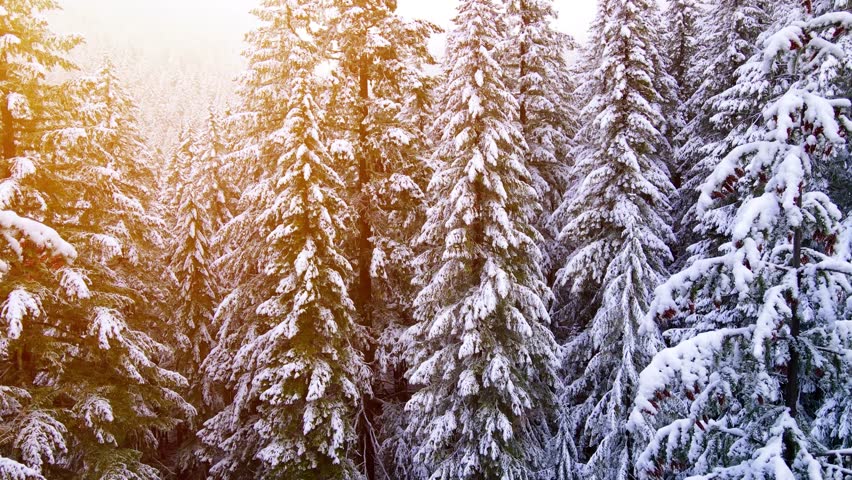 It's a winter wonderland. Flying over a fresh snow covered forest in Oregon