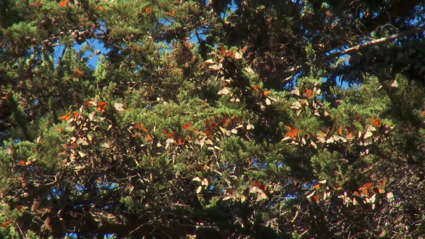 Monarch butterflies rest and flutter on tree branches at Pismo Beach Butterfly Grove, CA