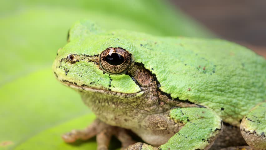 Close-up shot of a Gray Treefrog sitting on a leaf. Shot in Minnesota.