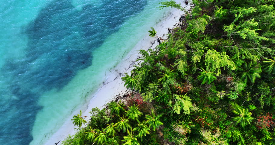 Aerial view of paradise tropical island with exotic palm trees lagoon on the beach shore caribbean sea dominican republic