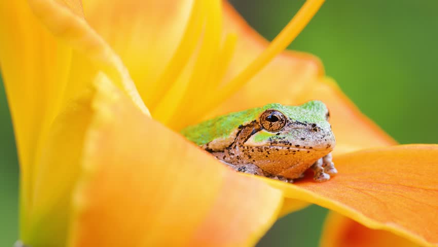 Close-up shot of a Gray Treefrog sitting on an orange flower. Shot in Minnesota.