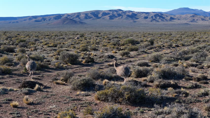 Two greater rheas or Greater ñandus ostrich, south american ratites crossing a dirt road in the Patagonian steppe, surrounded by shrubs and mountains in the background, during a sunny day, follow shot