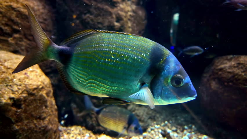 Graceful Saddled Seabream, A Stunning Close-Up of Mediterranean Marine Life