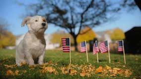 Jack Russell Terrier sitting on the grass and yellow leaves with American flags in the background. - Powered by Shutterstock - Get 15% off with code: PIKWIZARD15