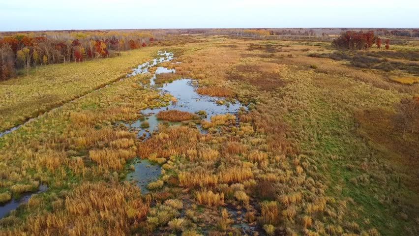 Shallow wetlands that mix with golden grasslands amid the forests in the fall season.