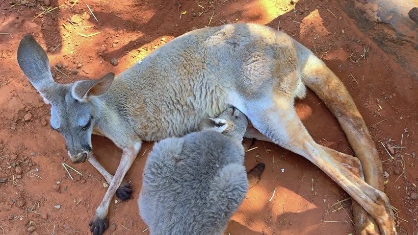 Close-up baby joey feeding on the milk from the mother