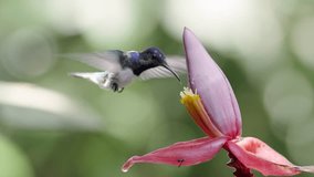 White-necked Jacobin hummingbird hovers while feeding from pink banana flower in stunning closeup. Wings spread in perfect balance against soft green bokeh background captures nature's precision. - Powered by Shutterstock - Get 15% off with code: PIKWIZARD15