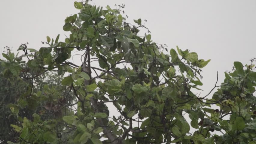 Green tree branches swaying in the rain against an overcast Haitian sky.