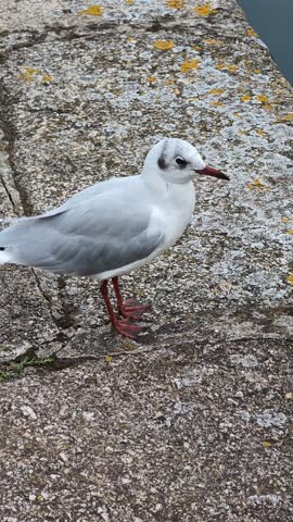 The Laughing Gull is walking on the asphalt in Fecamp, France
