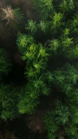 Top-down view shows a green pine forest through the clouds. Canadian nature