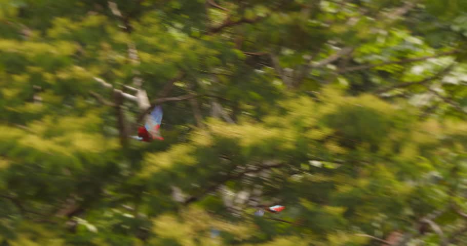 Wide shot of Scarlet Macaw Flock flying through the dense amazon rain forest canopy
