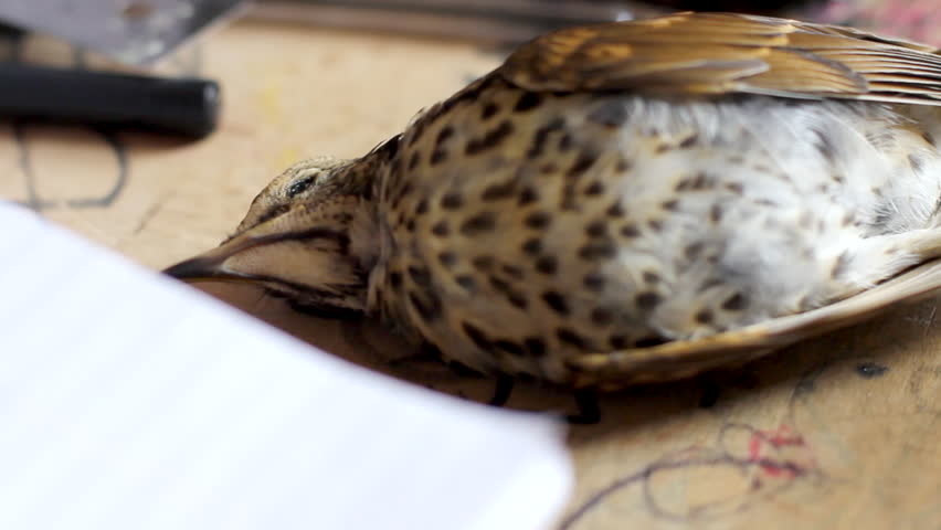 A close-up of a deceased bird resting on a table, highlighting its intricate feather patterns and delicate form, evoking themes of nature, fragility, and contemplation.
