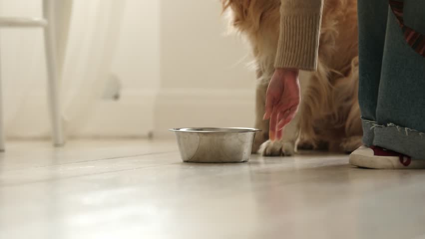 Adorable Golden Retriever Dog Drinking Water From Food Bowl At Home