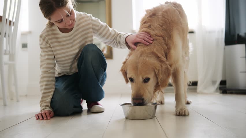 Little Girl Petting A Golden Retriever Dog Drinking On The Floor At Home