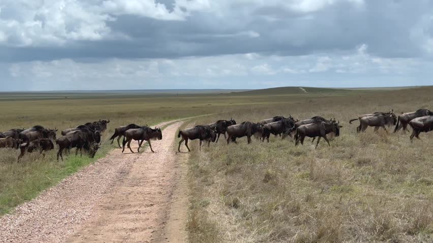 Blue wildebeest (Connochaetes taurinus) herd crossing the road during the Great Migration in Serengeti National Park, Tanzania.