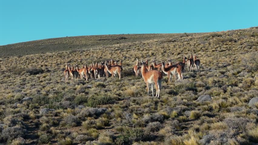 Guanacos llama herd on a hill. Slow motion drone circling around. Patagonia Argentina.