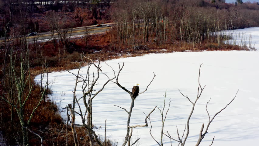 A majestic bald eagle sits high in a leafless tree, overlooking the frozen landscape of Mohansic Lake, Yorktown Heights, NY. Captured with drone orbit right.