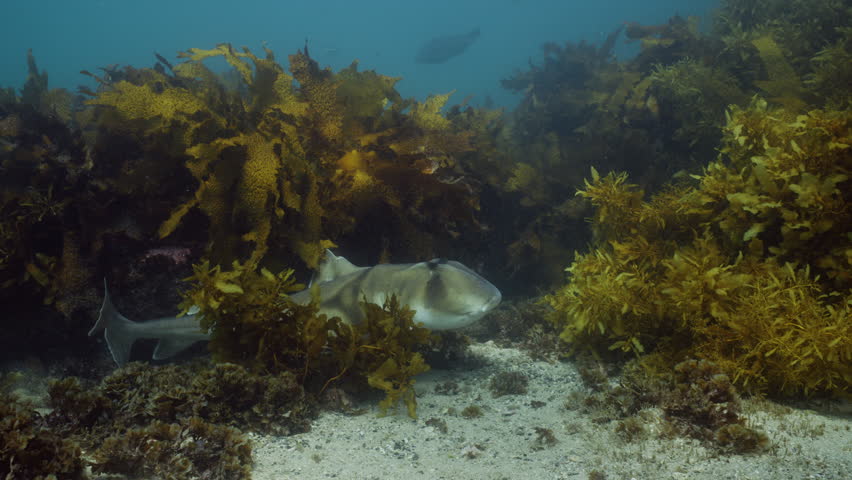 Tracking shot of a Port Jackson shark off Manly, near Sydney. Port Jacksons migrate to this area each year to mate, then return to colder water in the South.