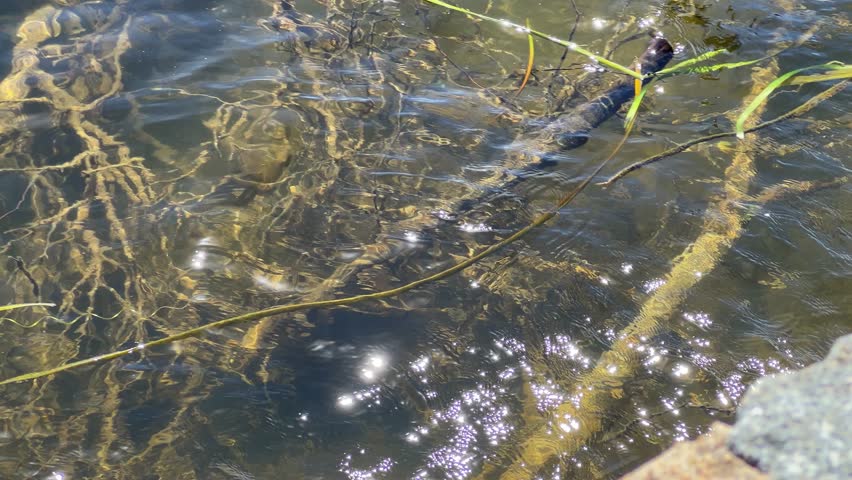 Black Swan diving under water at Yerrabi Pond Gungahlin ACT Canberra Australia