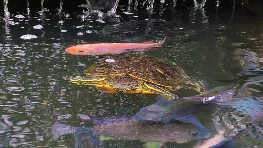 The red-eared turtle or red-eared turtle (Trachemys scripta elegans) is a subspecies of the pond turtle (Trachemys scripta). The turtle is swimming in the pond. This video is suitable for educational 