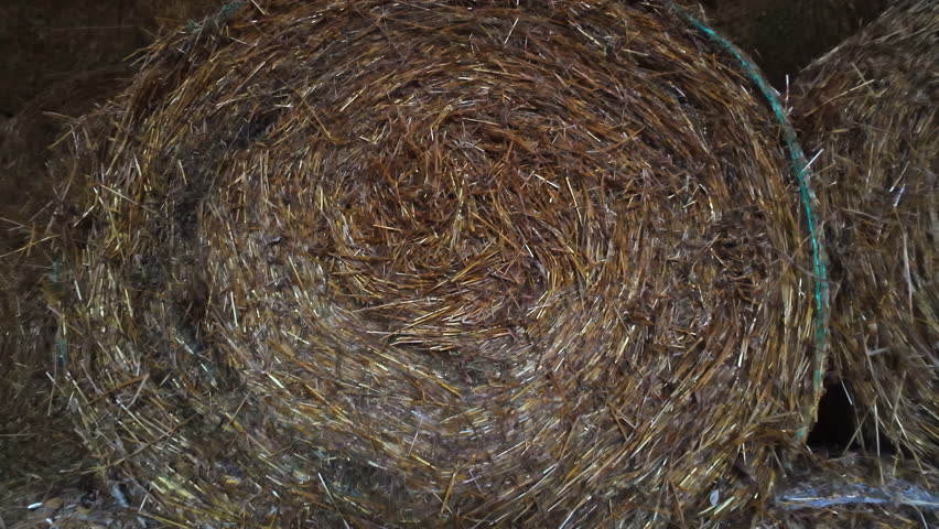 Close up of round straw bales, agriculture business in Latvia, countryside and farms, zoom in, copy space