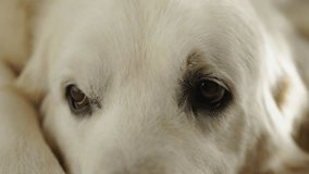 Calm golden retriever peacefully relaxing indoors showing gentle emotions. Concept of tranquility - Powered by Shutterstock - Get 15% off with code: PIKWIZARD15