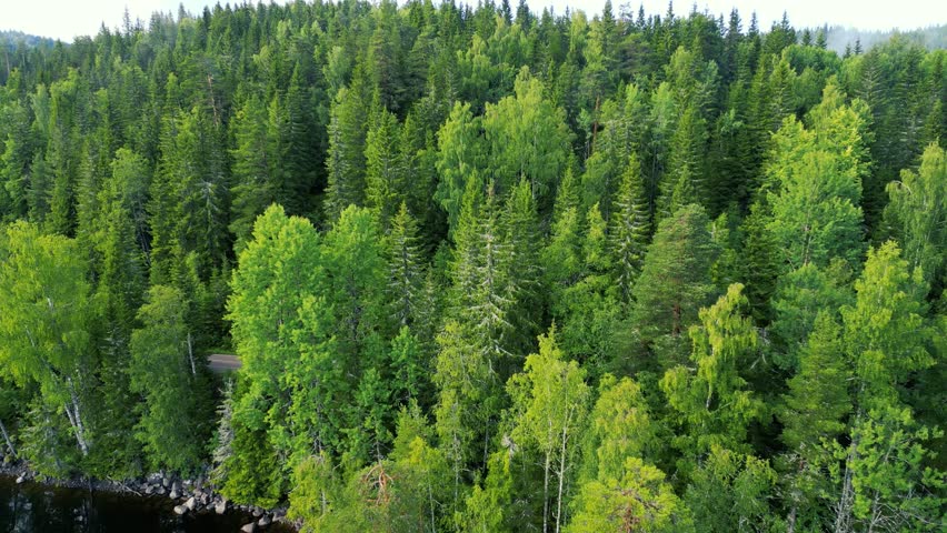 Drone shot - aerial view of beautiful pine forest - drone shot - Norway