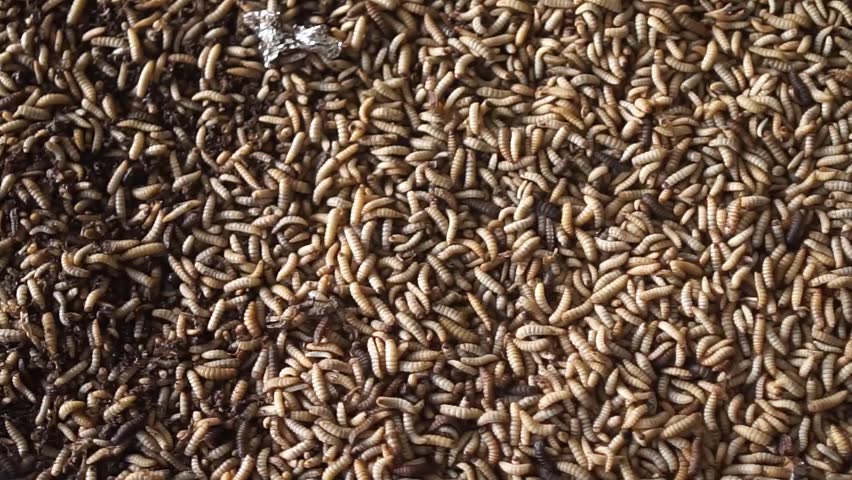 A large group of maggots actively consuming decomposing food waste. Natural decomposition process and organic recycling in action