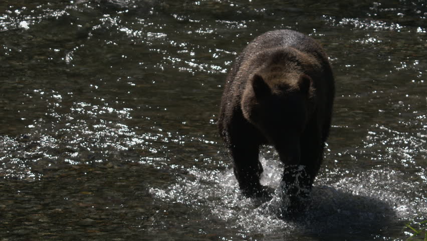 Slow motion: Backlit Grizzly bear splashes in river, chasing salmon