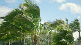 Vibrant Hawaii palm trees gracefully swaying in the warm and gentle breeze, perfectly set against a stunningly clear blue sky that enhances the beauty of the landscape. Hawaii Oahu - Powered by Shutterstock - Get 15% off with code: PIKWIZARD15