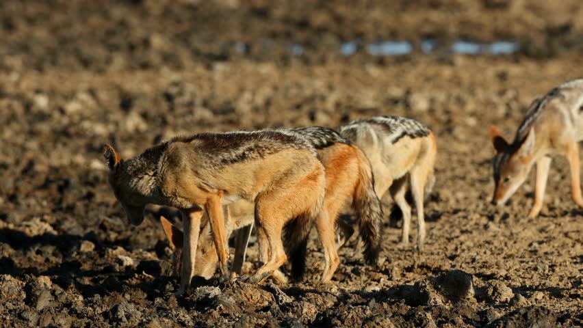 A pair of black-backed jackals (Canis mesomelas) in a muddy waterhole, Kalahari desert, South Africa