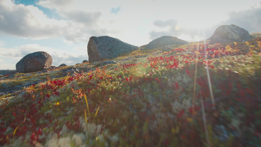 Tundra at autumn. Colourful arctic tundra near the town of Teriberka in Russia