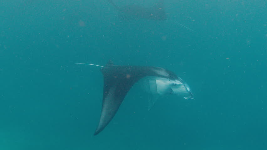The giant oceanic manta ray, giant manta ray or oceanic manta ray, Mobula birostris swims in the ocean