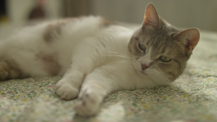 Relaxed Cat Lying Comfortably on a Bed