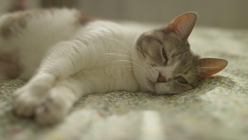 Relaxed Cat Lying Comfortably on a Bed