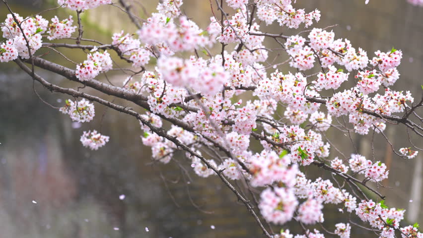 A flurry of Cherry blossom petals in Meguro river Tokyo