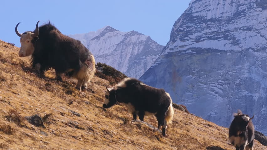 Woolly yak walking along rocky Himalayan terrain in Nangkartshang Peak, grazing amid snow capped peaks in remote Nepalese wilderness