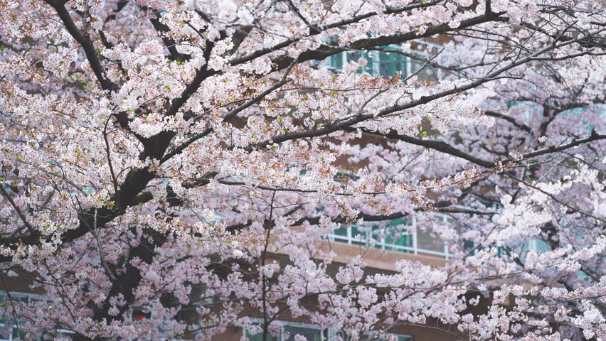 Cherry blossom branches swaying in the wind 