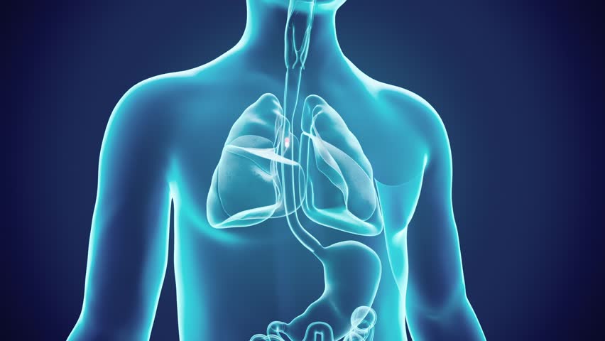 Taking capsules, taking probiotics, diffusing particles in the stomach, promoting intestinal peristalsis, showing the whole process of taking medicine, 3D animation.