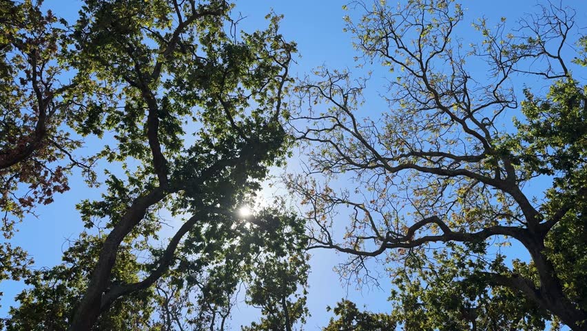 Looking up into an array of branches and trees with a bright blue sky and some sunlight in the background. The park we at is in Cape Town.